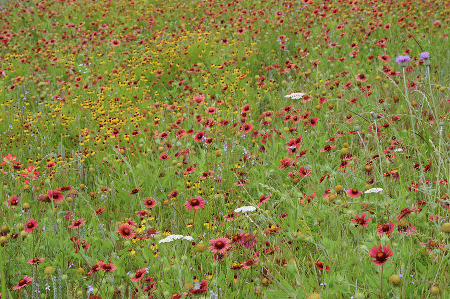 Wildflower Explosion In A Texas Meadow Photograph