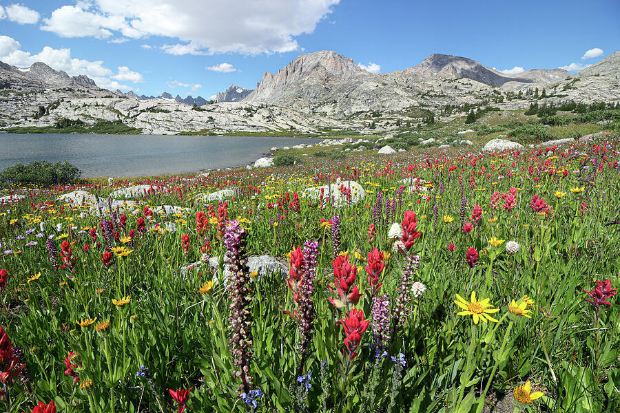 Wildflower Explosion with Fremont and Jackson Peak - Wind River  Photograph by Brett Pelletier
