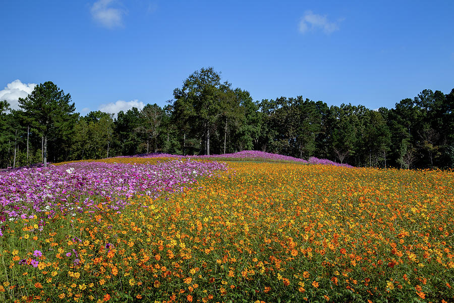 Wildflower Field Photograph by Cindy Robinson