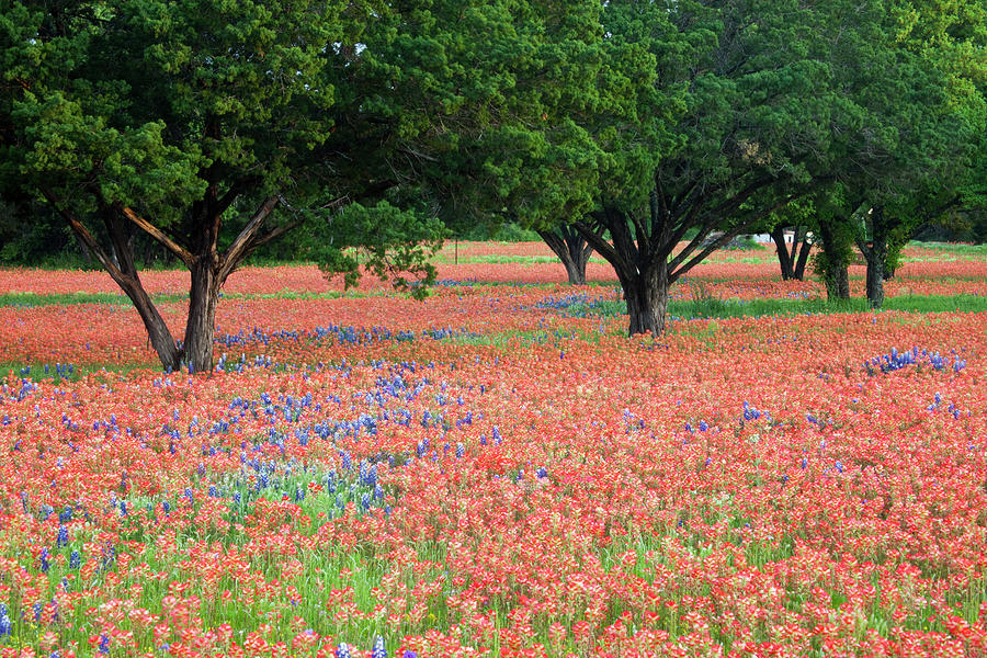 Wildflower Field Photograph by Eggers Photography