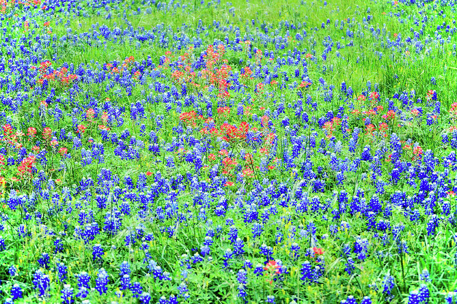 Wildflower Field Photograph