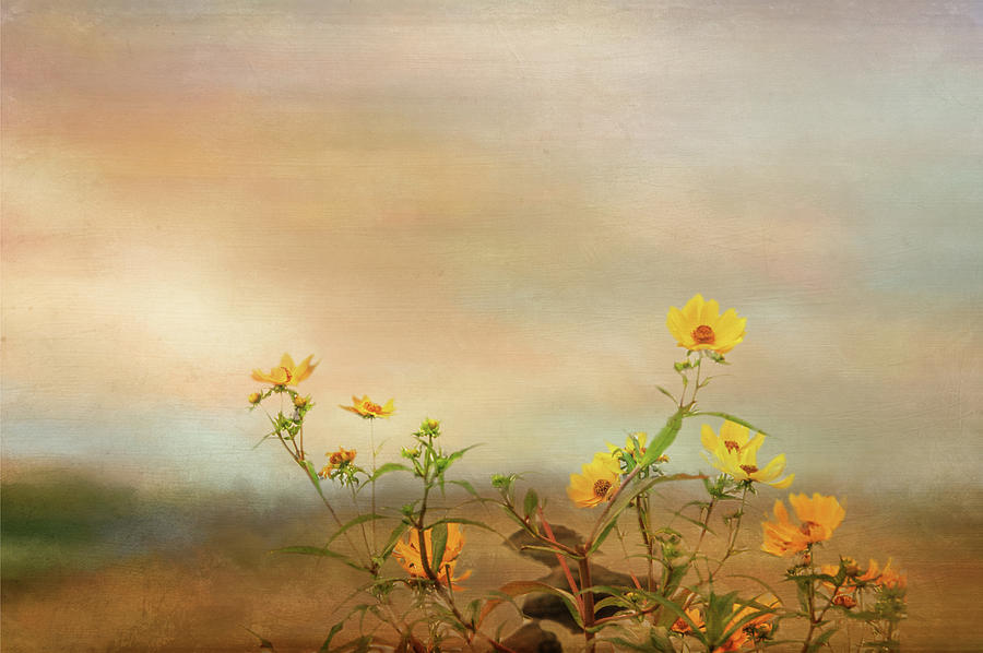 Wildflower Field Digital Art by Terry Davis