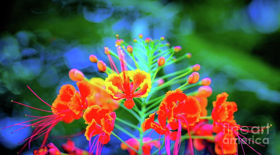 Flowers Still Life Photograph - Wildflower Garden Tropical by D Davila