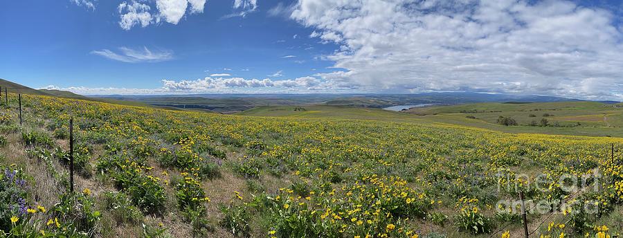 Wildflower Hills Along Columbia River Gorge Panorama Photograph by Carol Groenen