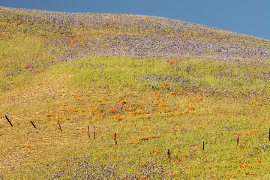 Wildflower Hill Gorman California Photograph by Ram Vasudev