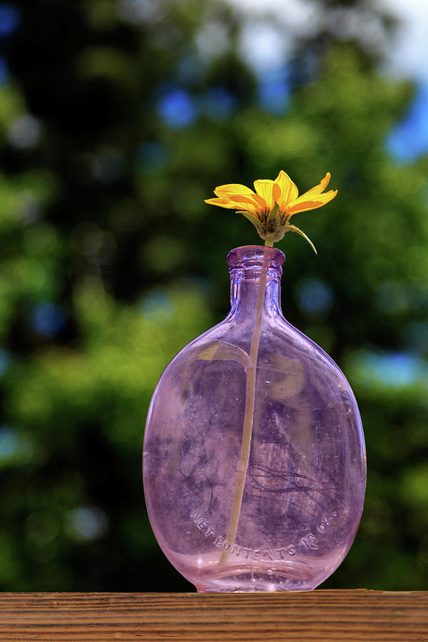 Wildflower In A Whiskey Flask Photograph by James Eddy