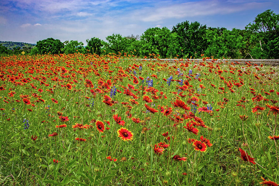 Wildflower Love in the Hill Country Photograph by Lynn Bauer