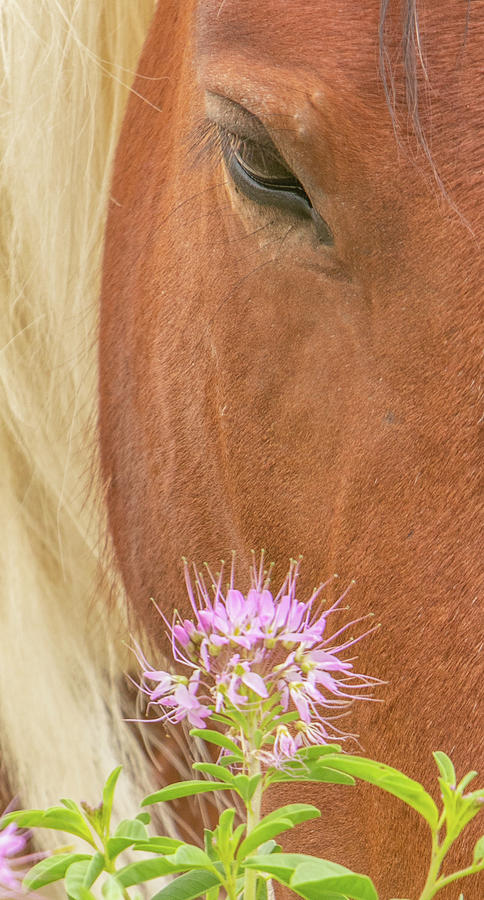 Wildflower Mare Photograph by Kent Keller