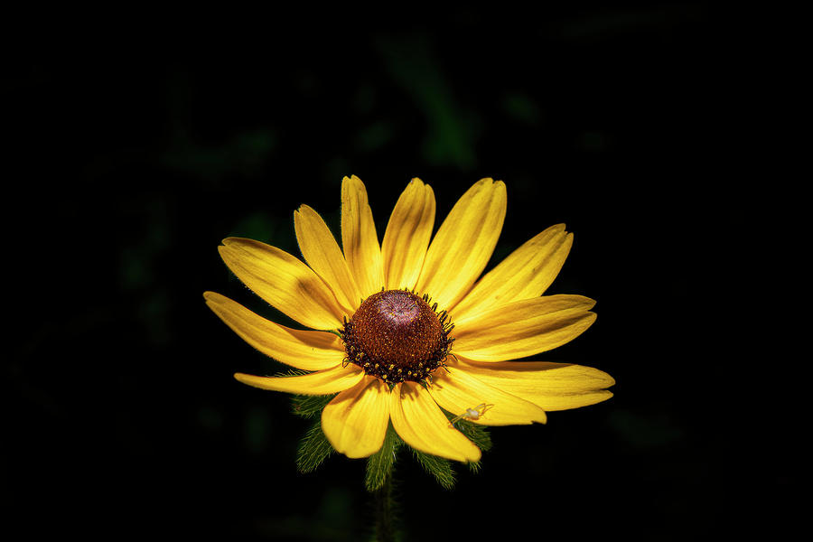 Wildflower Photograph by Matthew Blum