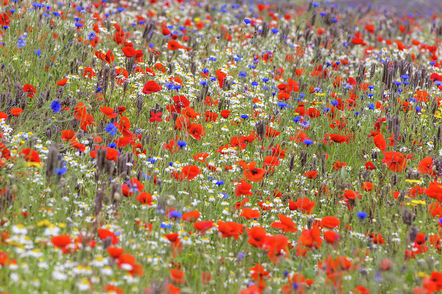 Wildflower Meadow 02 Photograph by Chris Smith