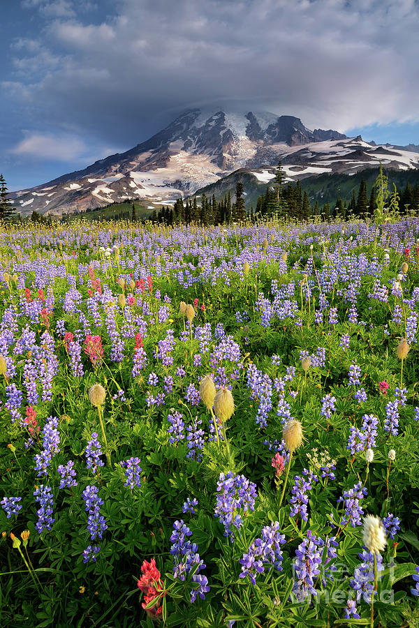 Wildflower Meadow and Lenticular Cloud at Mount Rainier Photograph by Tom Schwabel