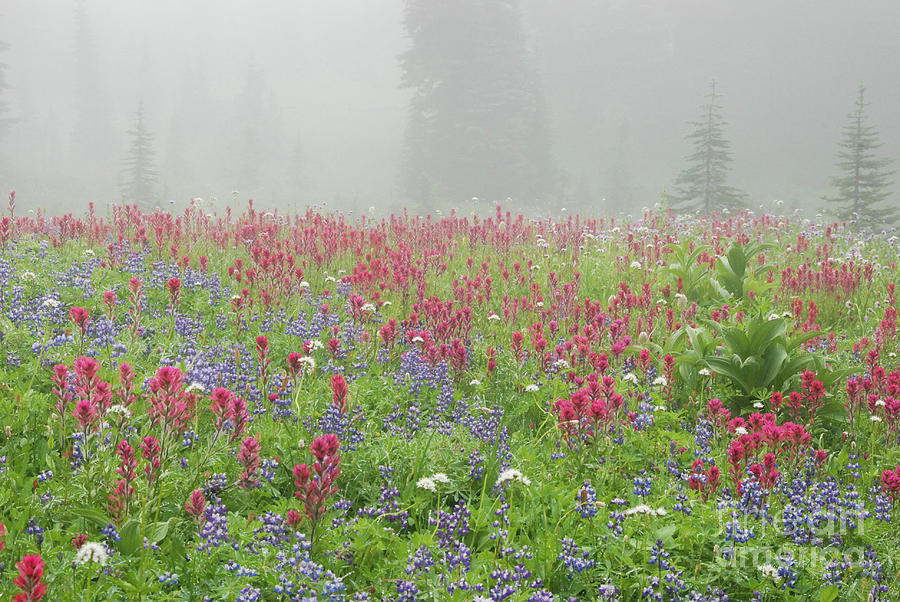 Wildflower Meadow at Mount Rainier National Park Photograph by Nancy Gleason