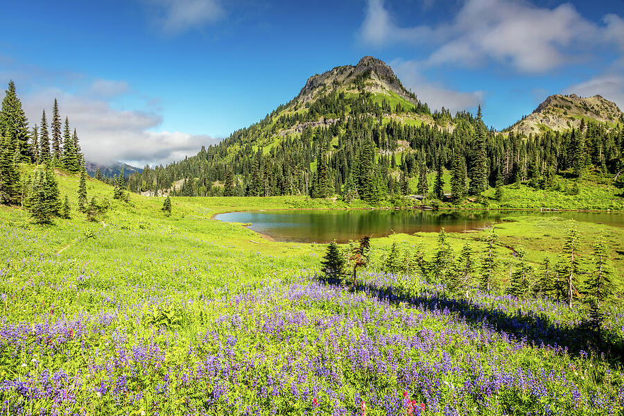 Wildflower Meadow At Mount Rainier Photograph