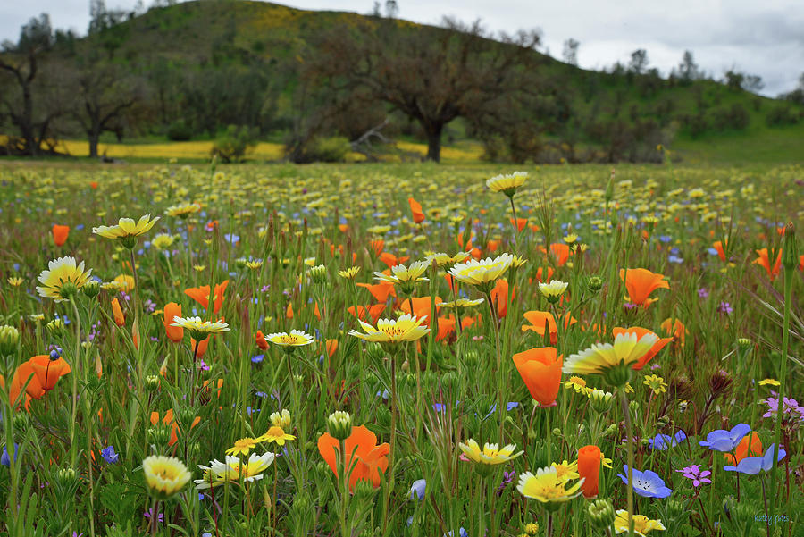 Wildflower Meadow At Shell Creek Photograph