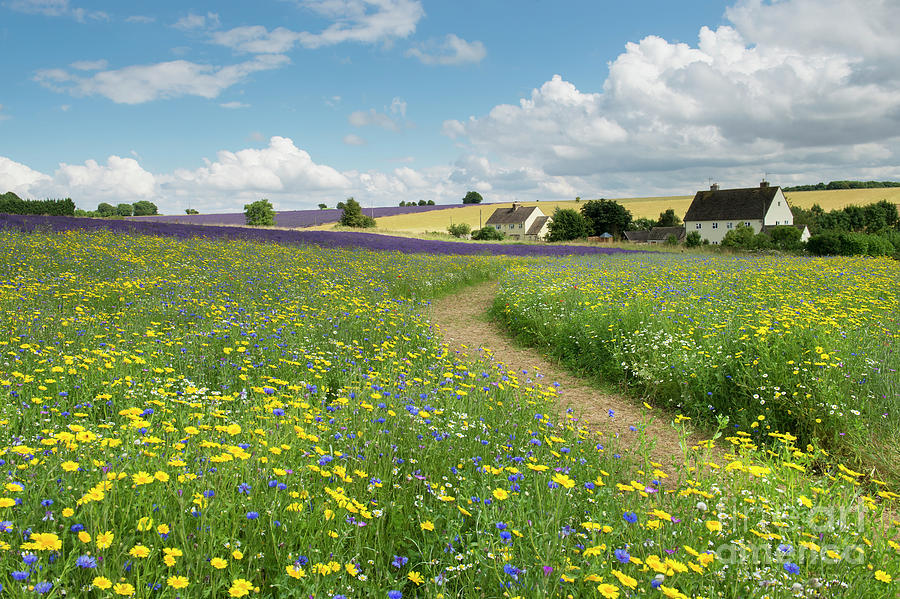 Wildflower Meadow at Snowshill Lavender Farm Photograph by Tim Gainey
