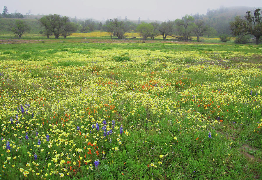 Wildflower Meadow in Central California Photograph by Ram Vasudev