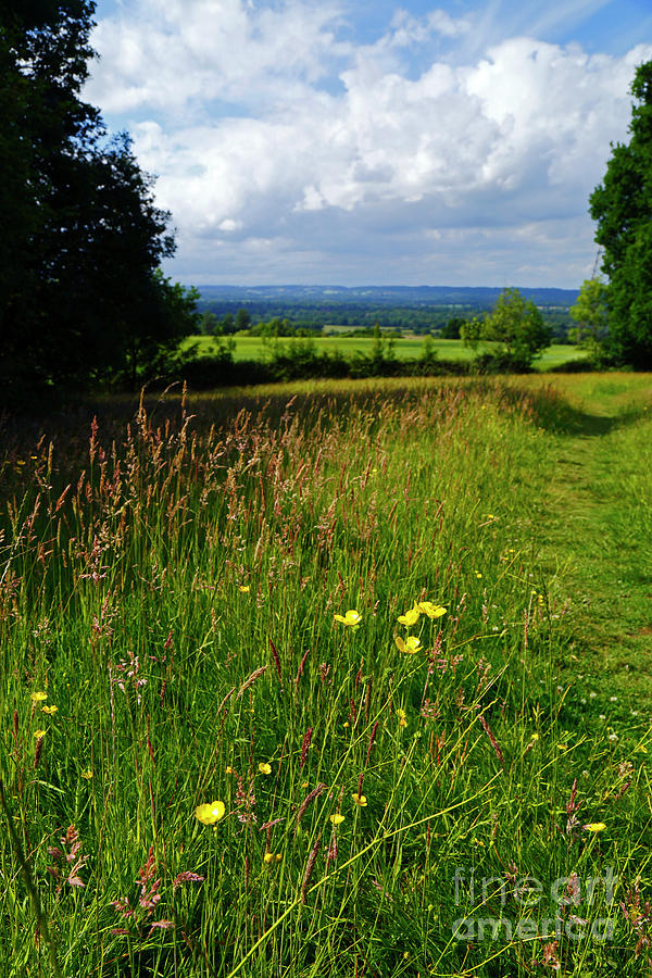Wildflower meadow in the High Weald Kent England Photograph by James Brunker