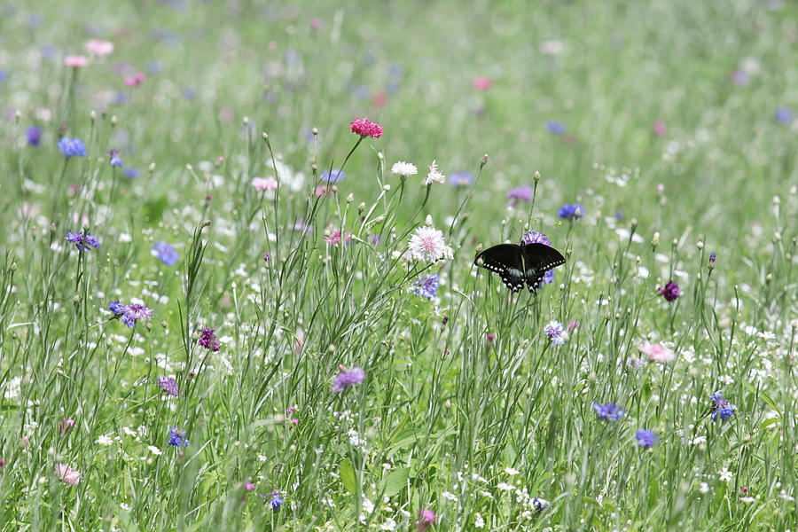 Wildflower Meadow Photograph by Lori Deiter
