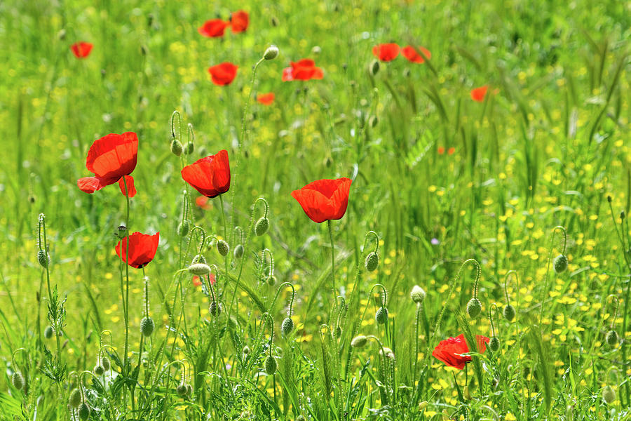 Summer Photograph - Wildflower Meadow - Lush Grasses and Blooming Corn Poppies by Georgia Mizuleva