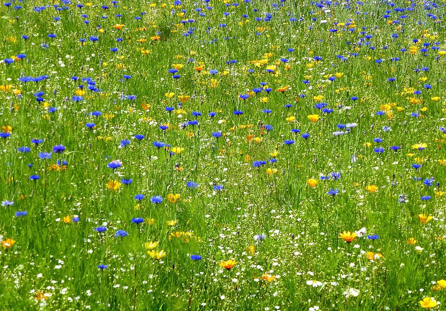 Wildflower meadow Photograph by Lynn Hunt