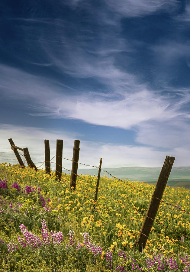 Wildflower Meadow Meets the Sky Photograph by Don Schwartz