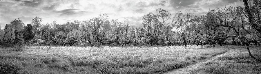 Wildflower Meadow Panorama Black and White  Photograph by Debra and Dave Vanderlaan