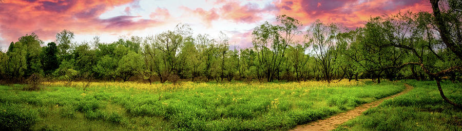Wildflower Meadow Panorama Photograph by Debra and Dave Vanderlaan