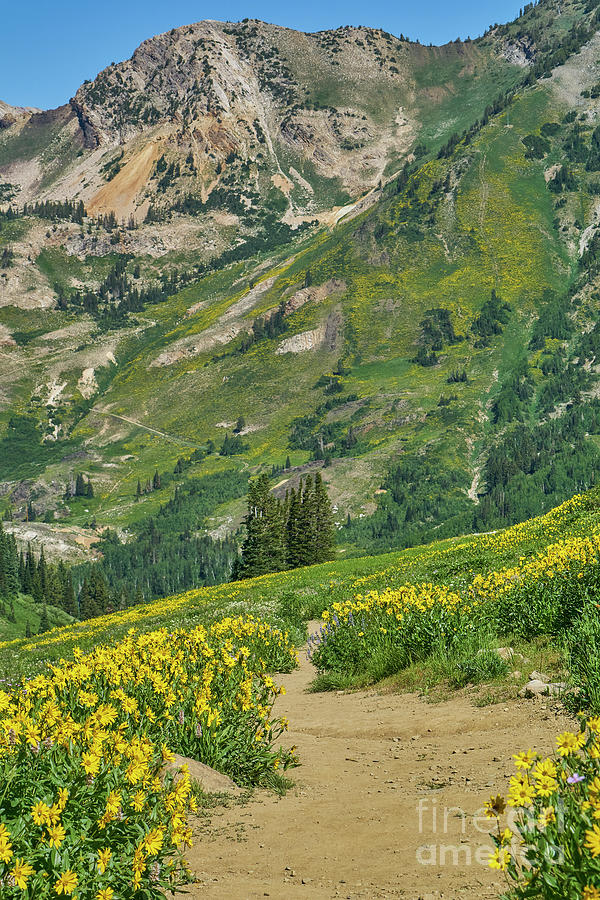 Wildflower Mountain Photograph by Brian Kamprath