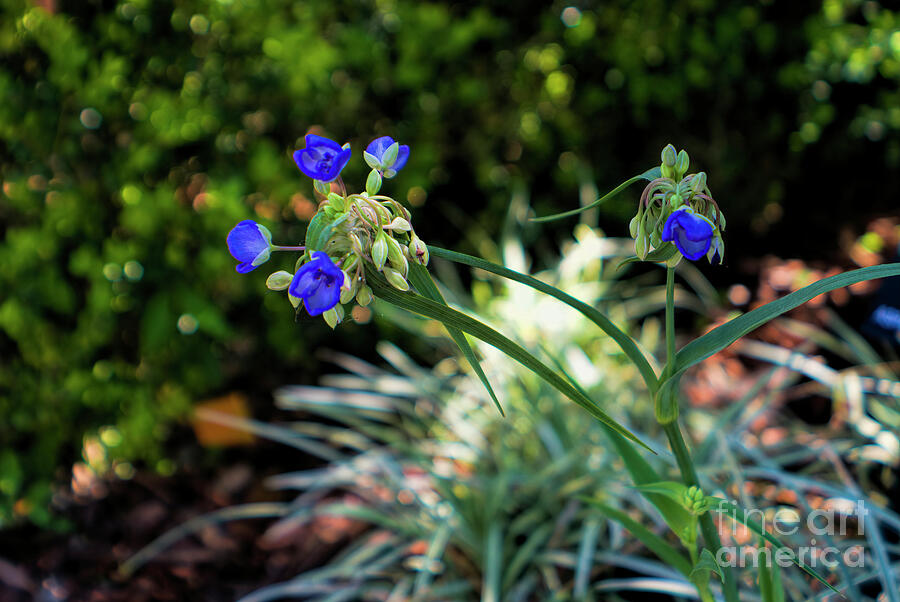 Spiderwort Photograph - Wildflower Of Florida, Spiderwort by Felix Lai Spiderwort Photograph - Wildflower Of Florida, Spiderwort by Felix Lai