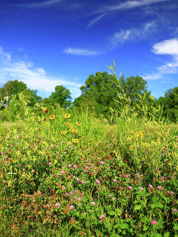 Wildflower Paradise Summer In Ohio Photograph by Dan Sproul