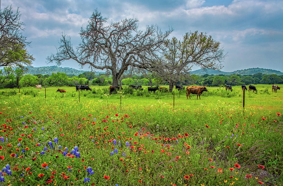 Wildflower Pastures in the Hill Country Photograph by Lynn Bauer