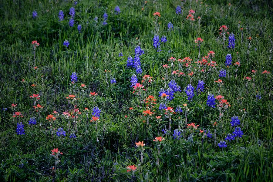 Wildflower Patch Photograph