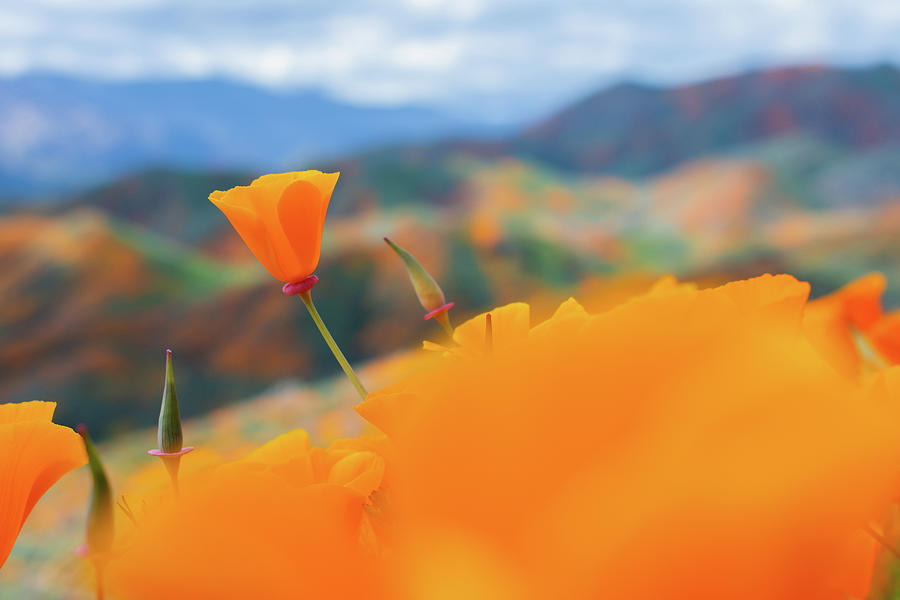 Wildflower Poppy Super Bloom Photograph by Kyle Hanson