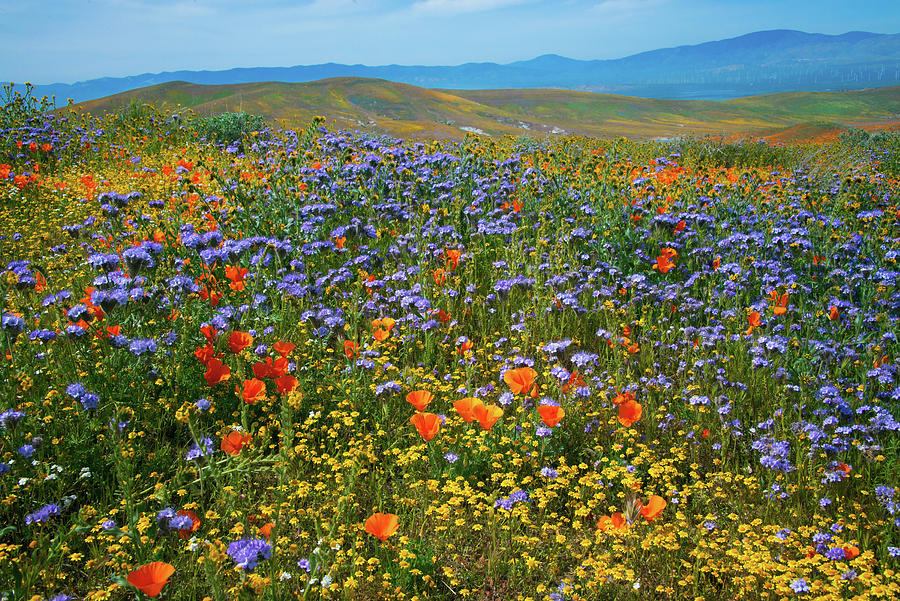 Wildflower Rainbow Photograph by Lynn Bauer
