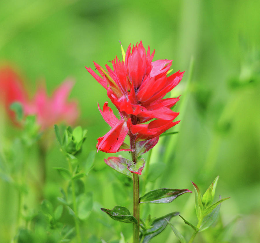 Wildflower Red Photograph by Whispering Peaks Photography