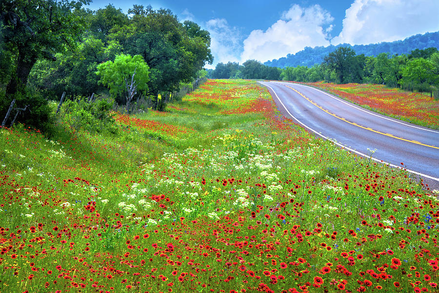 Wildflower Ride in the Hill Country Photograph by Lynn Bauer