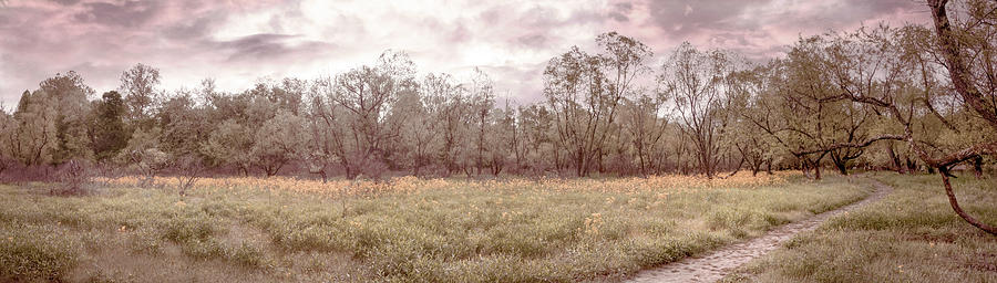 Wildflower Soft Meadow Panorama Photograph by Debra and Dave Vanderlaan