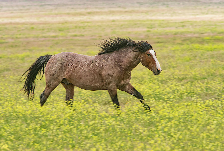 Wildflower Stallion Photograph by Kent Keller - Fine Art America