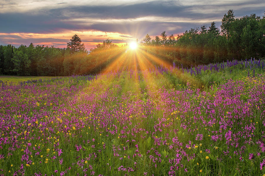 Wildflower Sunburst Photograph by White Mountain Images