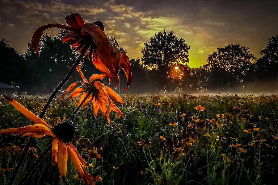 Wildflower Sunrise Photograph by Danny Mongosa