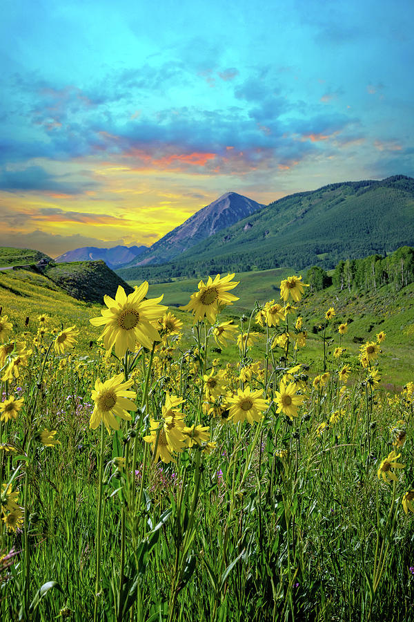 Wildflower Sunrise in Crested Butte Photograph by Lynn Bauer