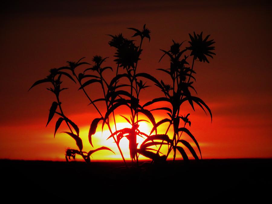 Wildflower Sunrise Photograph by Lori Frisch