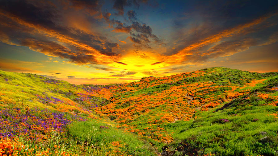 Wildflower Sunset Photograph by Ally White