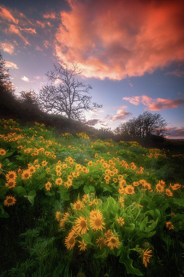 Sunset Photograph - Wildflower Sunset by Darren White
