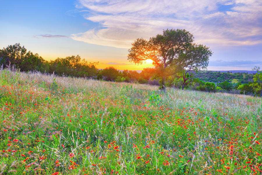 Wildflower Sunset in the Hill Country 5291 Photograph by Rob Greebon