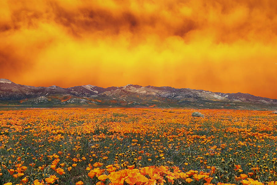 Wildflower Sunset in the Mountains Photograph by Ally White