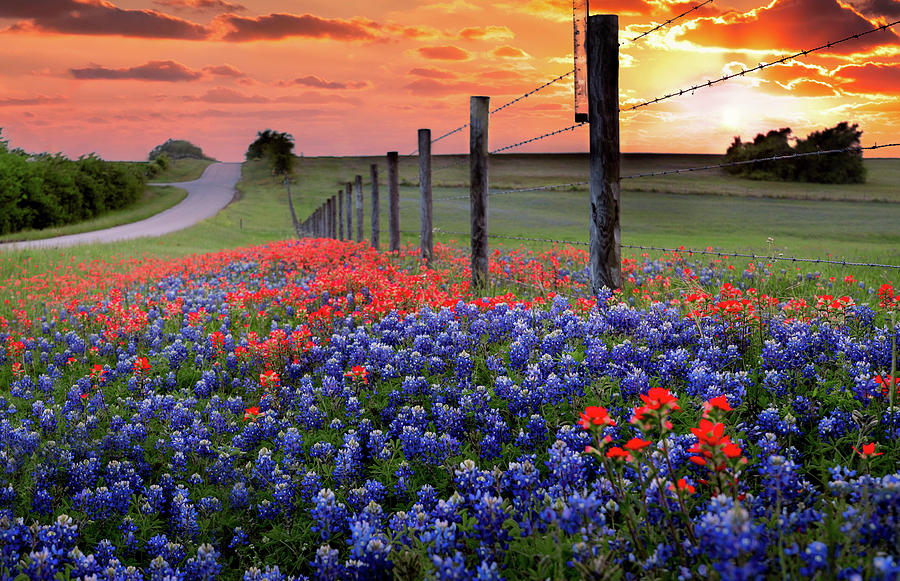 Wildflower Photo | Sunset Photo | Illinois Prairie | Sunset Photography |  Flower Photography | Flower Photograph | Sunset Photograph | Digital