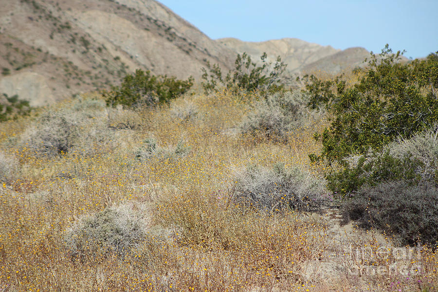 Wildflower Super Bloom 2019 Coachella Valley Wildlife Preserve Photograph by Colleen Cornelius