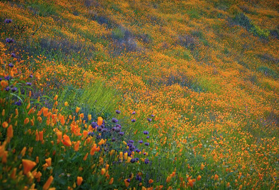 Wildflower Super Bloom at Sunrise in Walker Canyon Photograph by Rebecca Herranen