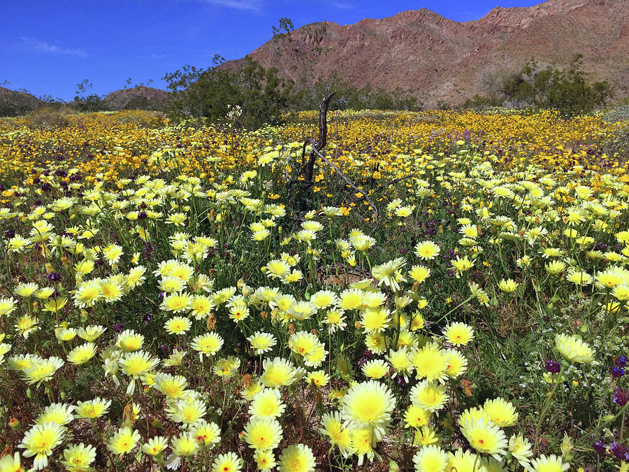 Wildflower Super Bloom in Joshua Tree, CA Photograph by Frick And Hammons
